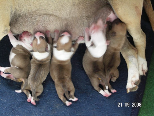Leglo Tana & Boston  - foto