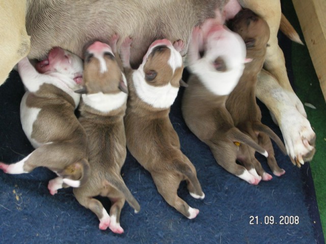 Leglo Tana & Boston  - foto