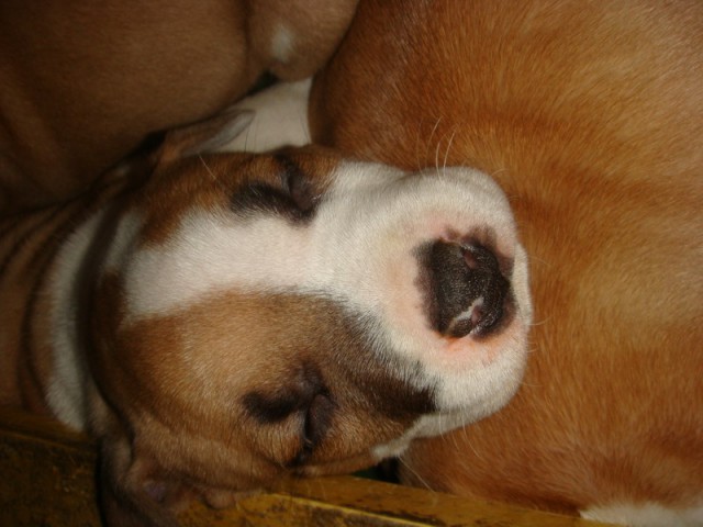 Leglo Tana & Boston  - foto