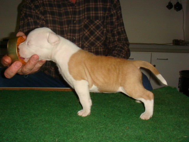 Leglo Tana & Boston  - foto