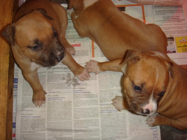 Leglo Tana & Boston  - foto