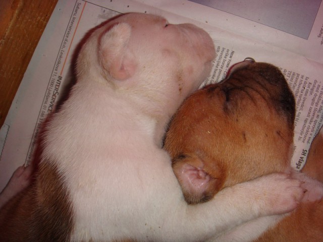 Leglo Tana & Boston  - foto