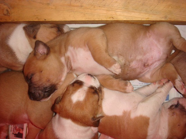 Leglo Tana & Boston  - foto