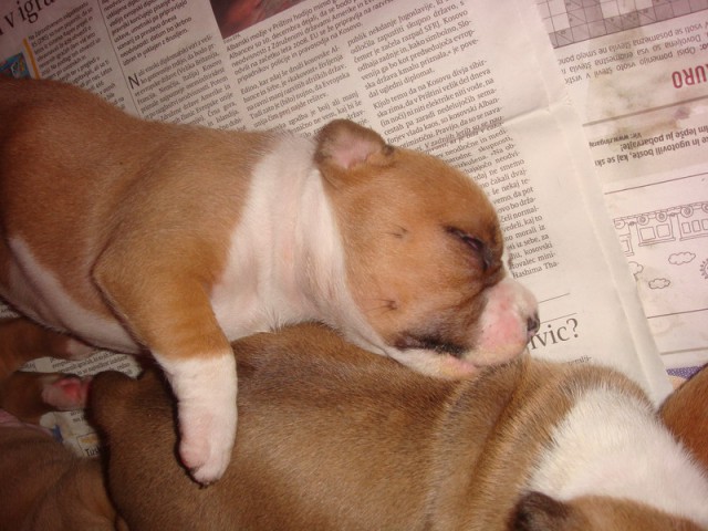 Leglo Tana & Boston  - foto