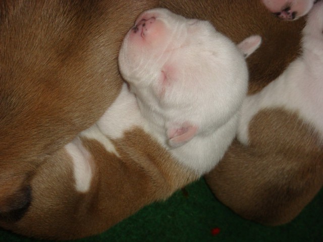 Leglo Tana & Boston  - foto