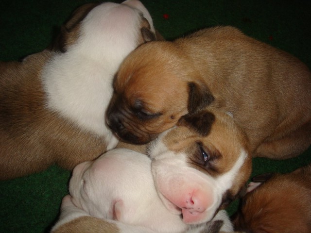 Leglo Tana & Boston  - foto