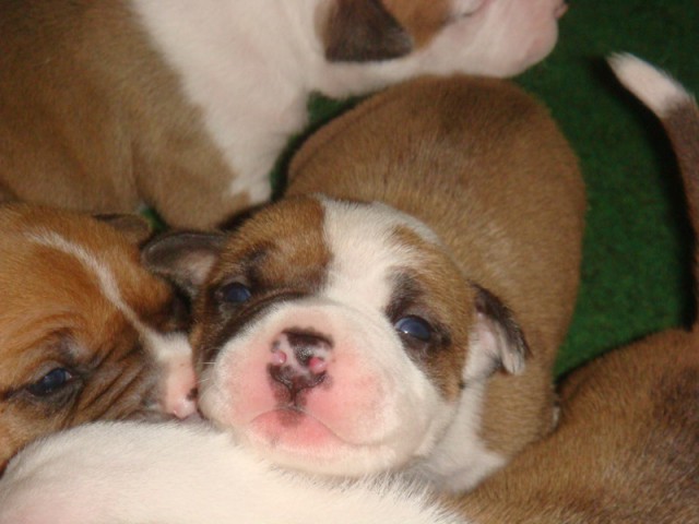 Leglo Tana & Boston  - foto