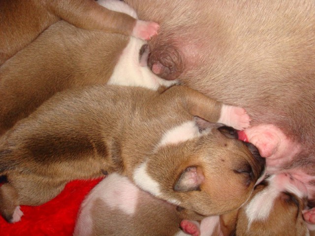 Leglo Tana & Boston  - foto