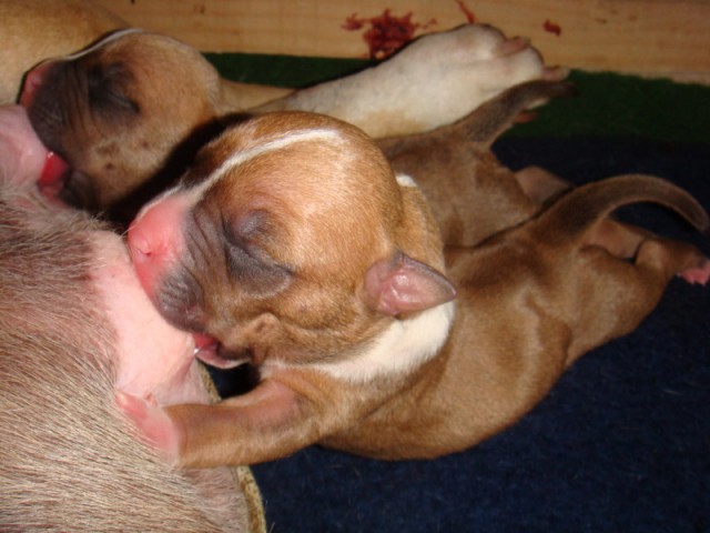 Leglo Tana & Boston  - foto