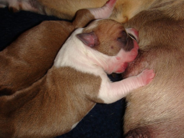 Leglo Tana & Boston  - foto
