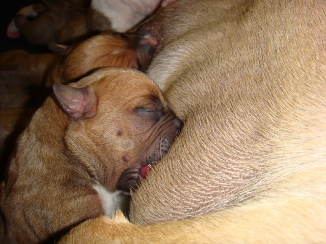 Leglo Tana & Boston  - foto