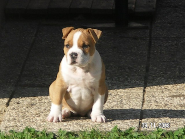 Leglo Tana & Boston  - foto