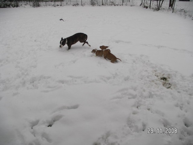 Leglo Tana & Boston  - foto