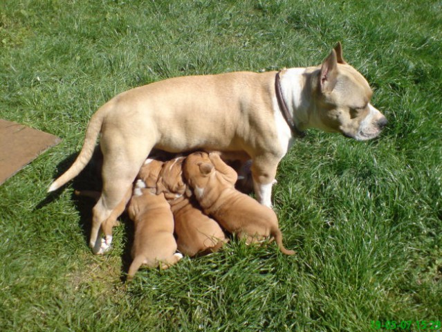 Leglo Tana & Boston  - foto