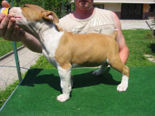 Leglo Tana & Boston  - foto
