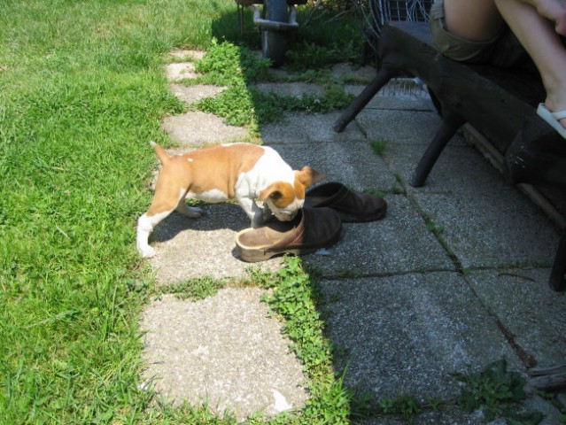 Leglo Tana & Boston  - foto