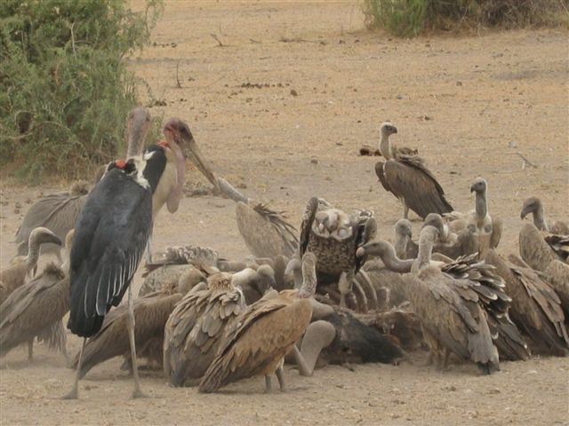 Amboseli nacionalni park - foto povečava