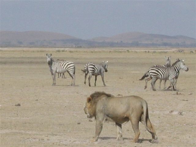 Amboseli nacionalni park - foto povečava