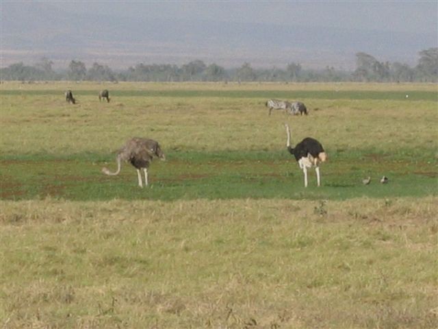 Amboseli nacionalni park - foto povečava