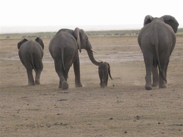 Amboseli nacionalni park - foto povečava