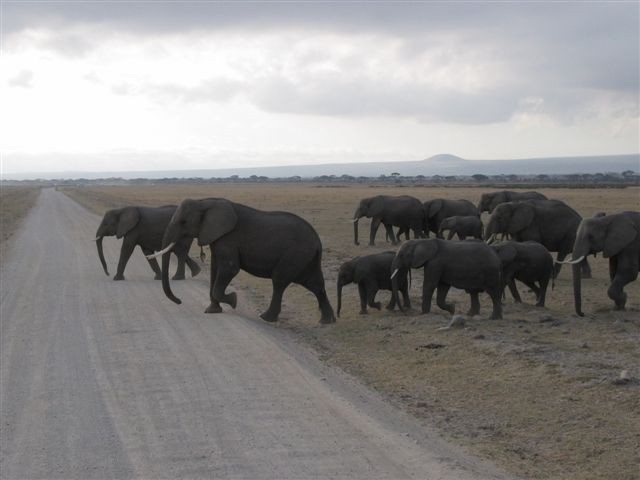 Amboseli nacionalni park - foto povečava