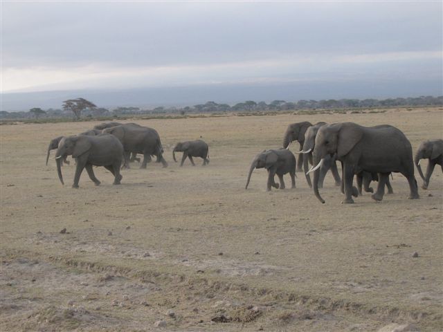 Amboseli nacionalni park - foto povečava