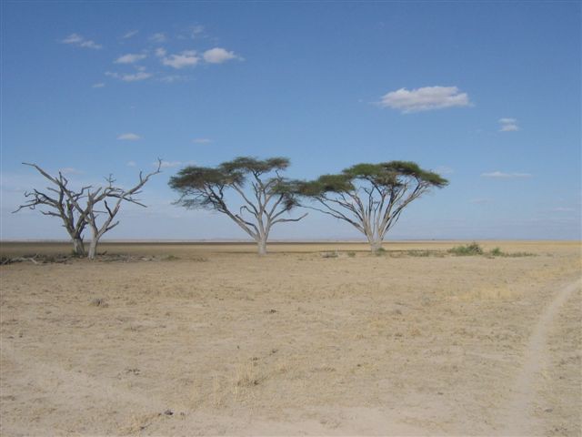 Amboseli nacionalni park - foto