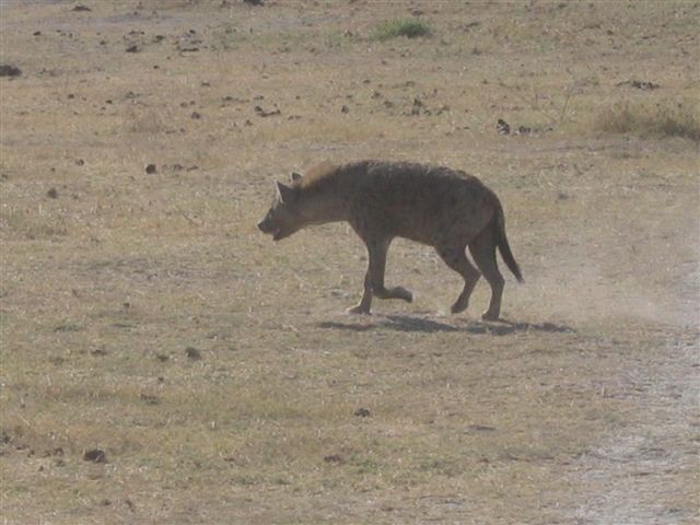 Amboseli nacionalni park - foto povečava