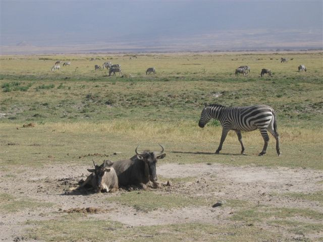 Amboseli nacionalni park - foto povečava