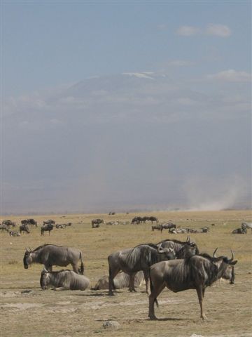 Amboseli nacionalni park - foto povečava