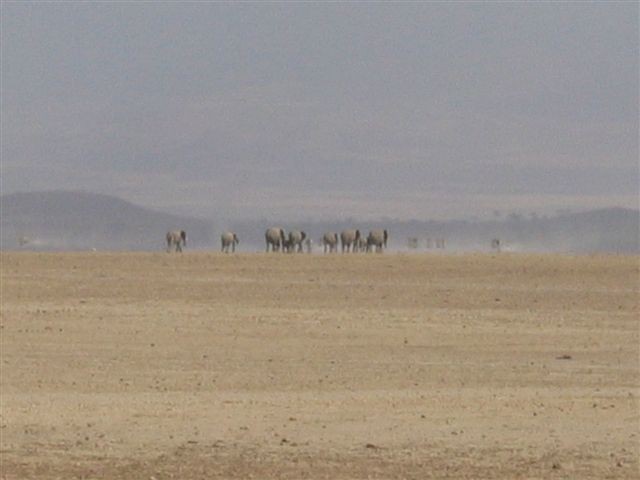 Amboseli nacionalni park - foto povečava