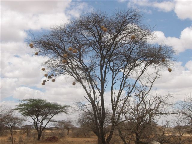 Amboseli nacionalni park - foto povečava