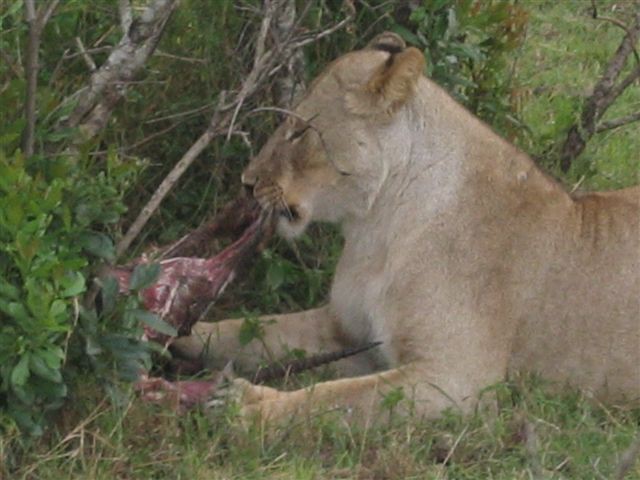 Masai Mara nacionalni park - foto povečava