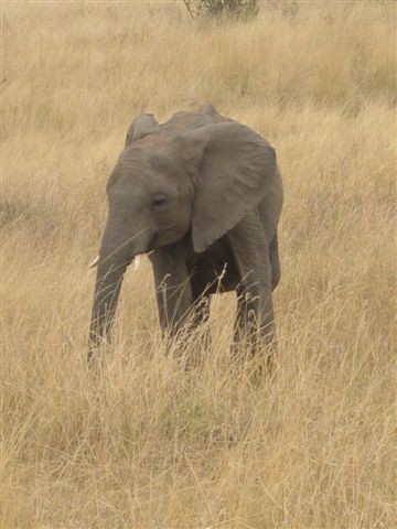 Masai Mara nacionalni park - foto povečava