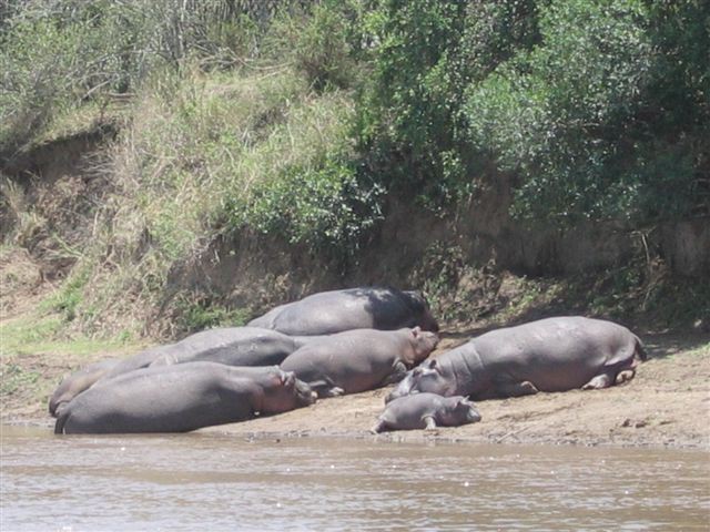 Masai Mara nacionalni park - foto