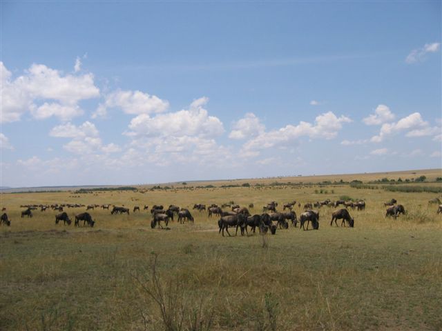 Masai Mara nacionalni park - foto povečava