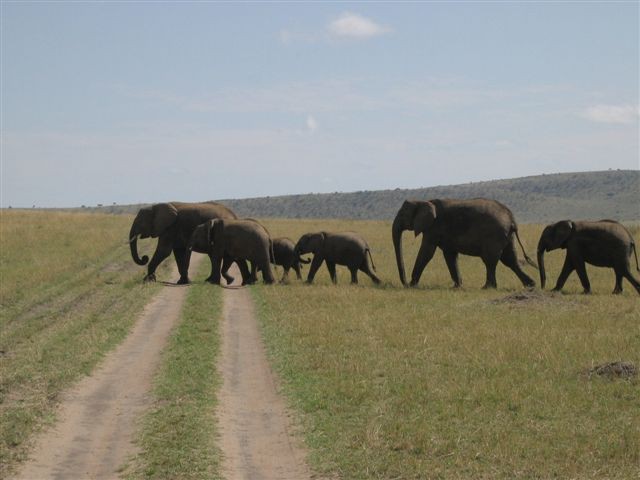 Masai Mara nacionalni park - foto povečava