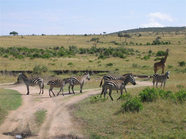 Masai Mara nacionalni park - foto povečava