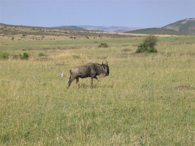 Masai Mara nacionalni park - foto