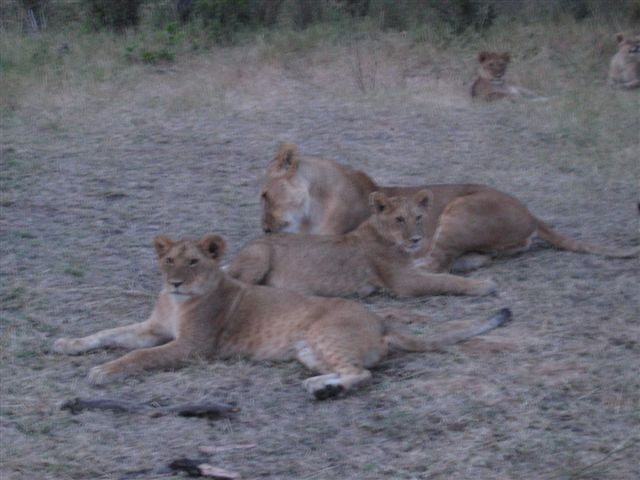 Masai Mara nacionalni park - foto povečava