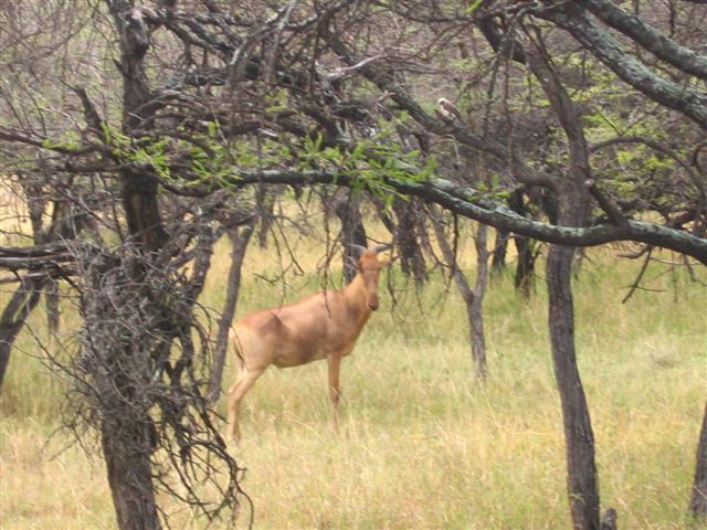 Masai Mara nacionalni park - foto