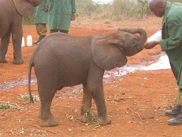 Nairobi nacionalni park - foto povečava