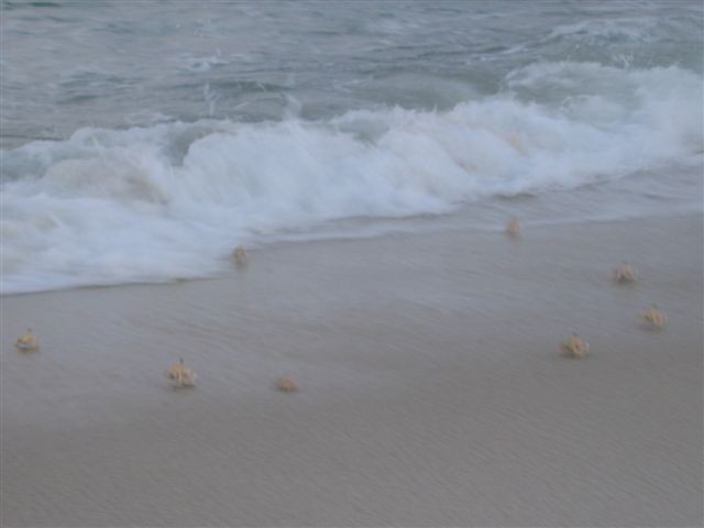 Tiwi plaža - foto