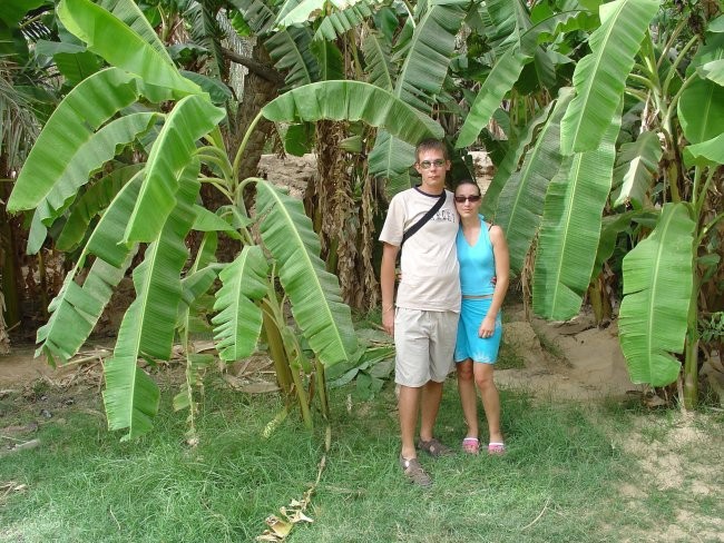 nasad babaninih palm v oazi