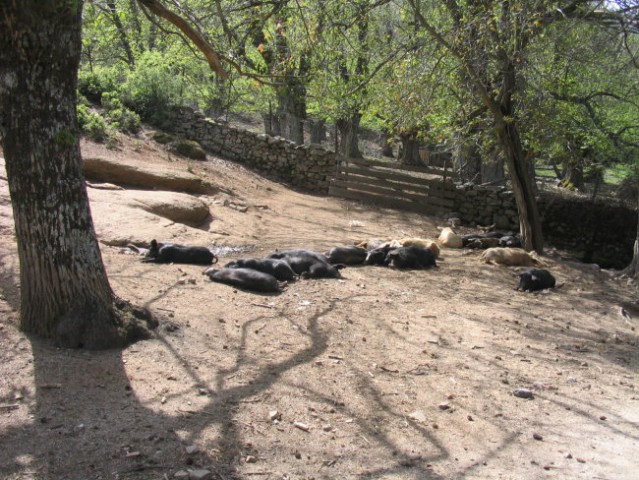 Korzika 2006 - foto