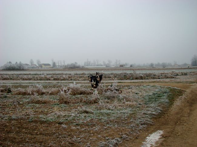 Berni sprehod - 22.12.2007 - foto povečava