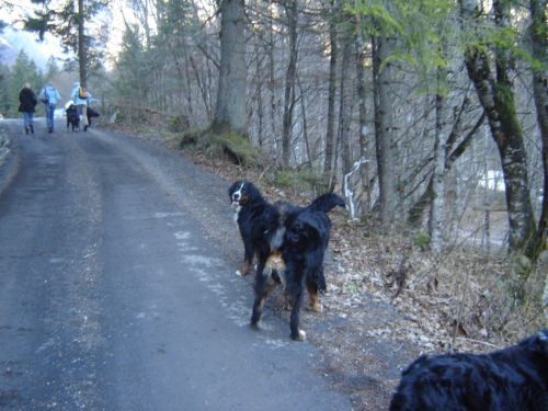 Berni srečanje Kamniška Bistrica - 6.1.2007 - foto povečava