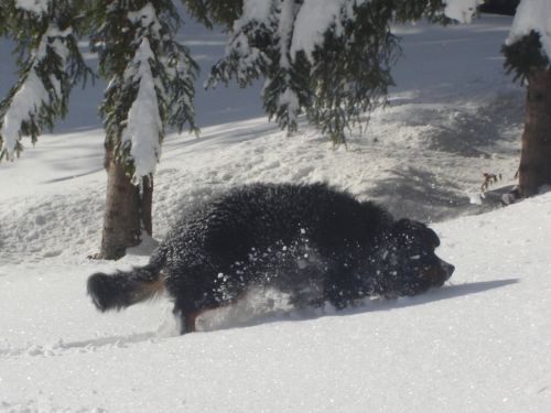 Zatrnik 28.1.2007 - foto povečava