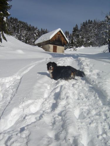 Zatrnik 28.1.2007 - foto povečava