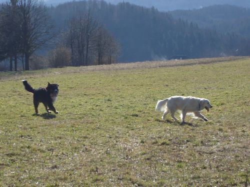 Taj, Taja in Bakon v Šmarju - 4.2.2007 - foto povečava